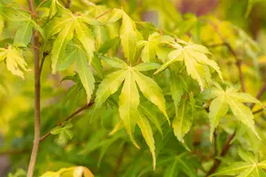 Acer palmatum 'Katsura' - 125-150 CM C10 - image 3