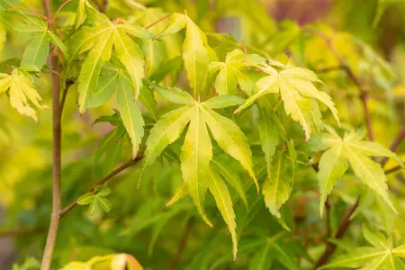 Acer palmatum 'Katsura' - 150-175 CM C20 - image 3