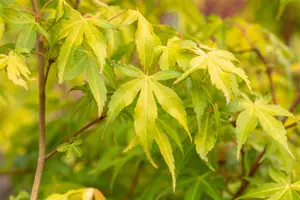 Acer palmatum 'Katsura' - 60-70 CM C5 - image 3