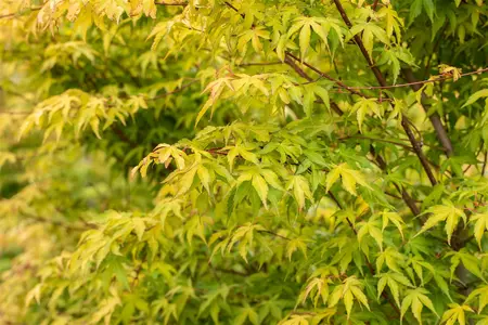 Acer palmatum 'Katsura' - 175-200 CM C50 - image 4