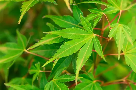 Acer palmatum 'Katsura' - 80-100 CM C4 - image 3
