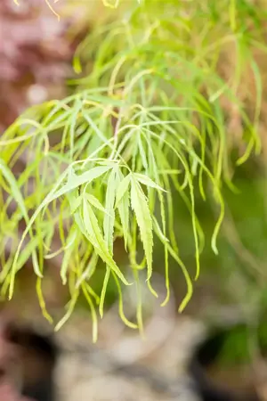 Acer palmatum 'Koto-no-ito' - 60-80 CM C10 - image 3