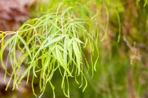 Acer palmatum 'Koto-no-ito' - 60-80 CM C10 - image 2