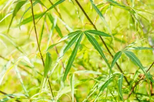 Acer palmatum 'Koto-no-ito' - 60-80 CM C10 - image 4