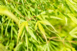 Acer palmatum 'Koto-no-ito' - 60-80 CM C10 - image 5