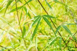 Acer palmatum 'Koto-no-ito' - 40-60 CM C7.5 - image 4