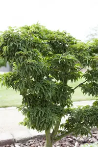 Acer palmatum 'Kotohime'