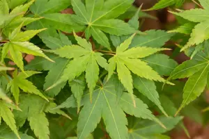 Acer palmatum 'Little Princess' - 100-125 CM C50 - image 2