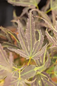 Acer palmatum 'Manyo-no-sato' - 60-80 CM C10 - image 3