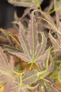 Acer palmatum 'Manyo-no-sato' - 50-60 CM C7.5 - image 2