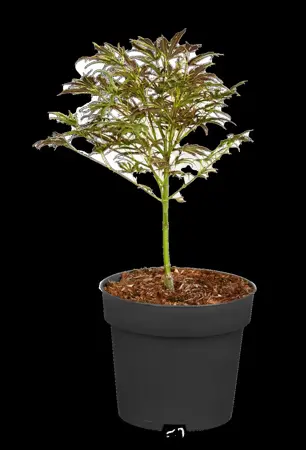 Acer palmatum 'Manyo-no-sato' - 60-80 CM C10 - image 1