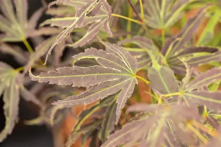 Acer palmatum 'Manyo-no-sato' - 60-80 CM C10 - image 2