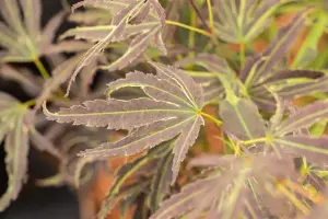 Acer palmatum 'Manyo-no-sato' - 60-80 CM C10 - image 2