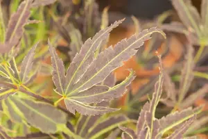 Acer palmatum 'Manyo-no-sato' - 60-80 CM C10 - image 4
