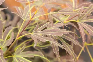 Acer palmatum 'Manyo-no-sato' - 60-80 CM C10 - image 5