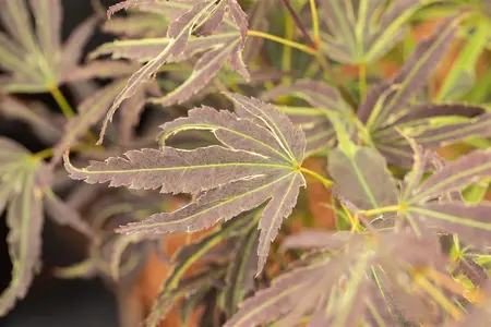 Acer palmatum 'Manyo-no-sato' - 50-60 CM C7.5 - image 1