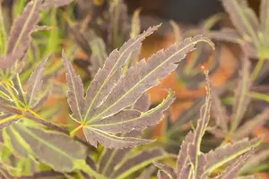 Acer palmatum 'Manyo-no-sato' - 50-60 CM C7.5 - image 3