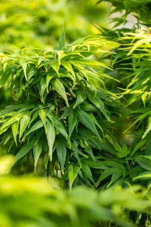 Acer palmatum 'Mikawa-yatsubusa' - 150-175 CM C70 - image 5