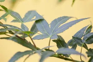 Acer palmatum 'Mikawa-yatsubusa' - 150-175 CM C70 - image 3