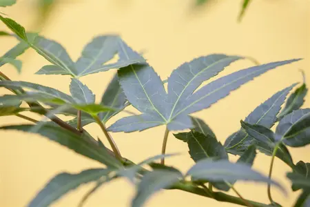 Acer palmatum 'Mikawa-yatsubusa' - 4 Ltr pot - image 3