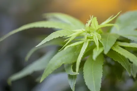 Acer palmatum 'Mikawa-yatsubusa' - 40-50 CM C5 - image 1