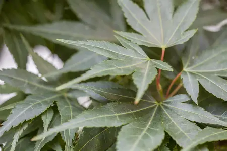 Acer palmatum 'Mikawa-yatsubusa' - 40-50 CM C5 - image 2