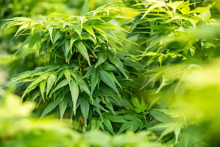 Acer palmatum 'Mikawa-yatsubusa' - 40-50 CM C5 - image 5