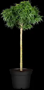 Acer palmatum 'Mikawa-yatsubusa' - 150-175 CM C70 - image 4