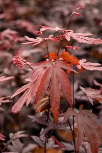 Acer palmatum 'Moonfire' - 140-160 CM C65 - image 3
