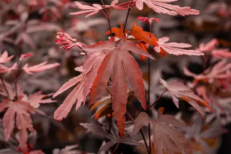 Acer palmatum 'Moonfire' - 140-160 CM C65 - image 2
