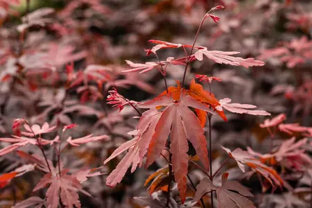Acer palmatum 'Moonfire' - 140-160 CM C65 - image 4