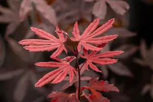 Acer palmatum 'Moonfire' - 140-160 CM C65 - image 5