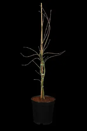 Acer palmatum 'Orangeola' - 150 CM STEM C35 - image 1
