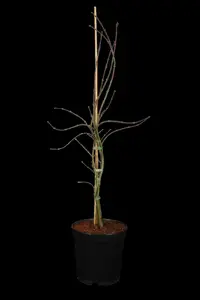Acer palmatum 'Orangeola' - 150 CM STEM C35 - image 1