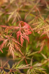 Acer palmatum 'Orangeola' - 150 CM STEM C12 - image 4
