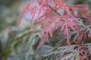 Acer palmatum 'Orangeola' - 100-125 CM RB - image 2