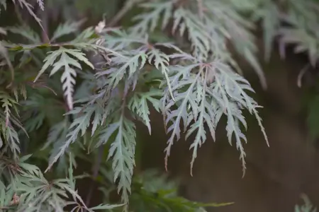 Acer palmatum 'Orangeola' - 150 CM STEM C35 - image 5