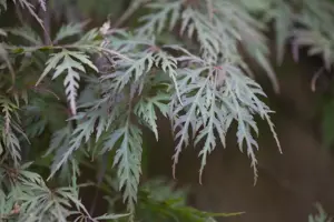 Acer palmatum 'Orangeola' - 150 CM STEM C35 - image 5