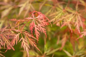 Acer palmatum 'Orangeola' - 150 CM STEM C12 - image 3