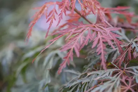Acer palmatum 'Orangeola' - 80-100 CM C20 - image 2