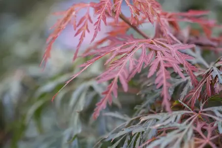 Acer palmatum 'Orangeola' - 100-125 CM C35 - image 1