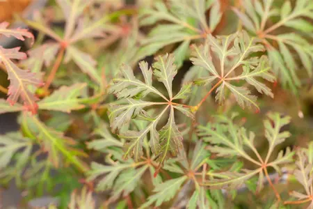 Acer palmatum 'Orangeola' - 100-125 CM C35 - image 5