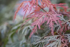 Acer palmatum 'Orangeola' - 60-80 CM C15 - image 1