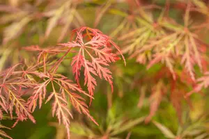 Acer palmatum 'Orangeola' - 60-80 CM C15 - image 2