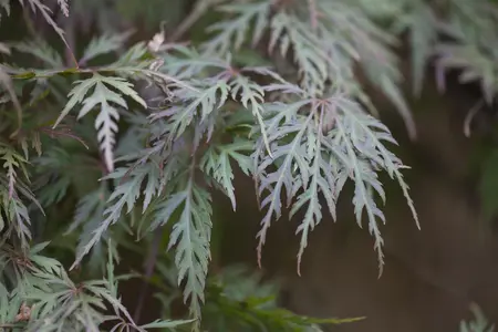 Acer palmatum 'Orangeola' - 60-80 CM C15 - image 4