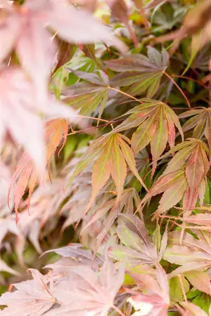 Acer palmatum 'Oregon Sunset' - 100-125 CM C50 - image 3
