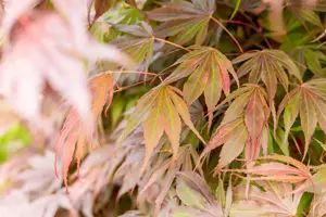 Acer palmatum 'Oregon Sunset' - 60 CM STEM C15 - image 2