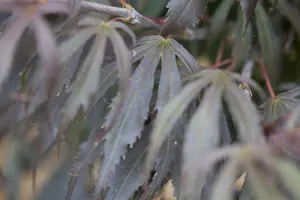 Acer palmatum 'Oregon Sunset' - 100-125 CM C50 - image 1