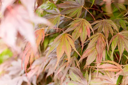 Acer palmatum 'Oregon Sunset' - 100-125 CM C50 - image 2