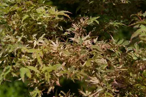Acer palmatum 'Oridono-nishiki' - 140-160 CM C50